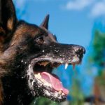 3e5f0ca0b38306490375d9b90d3bef53